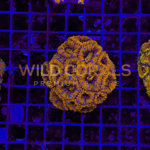 Acanthastrea Rainbow Colony S - WildCorals