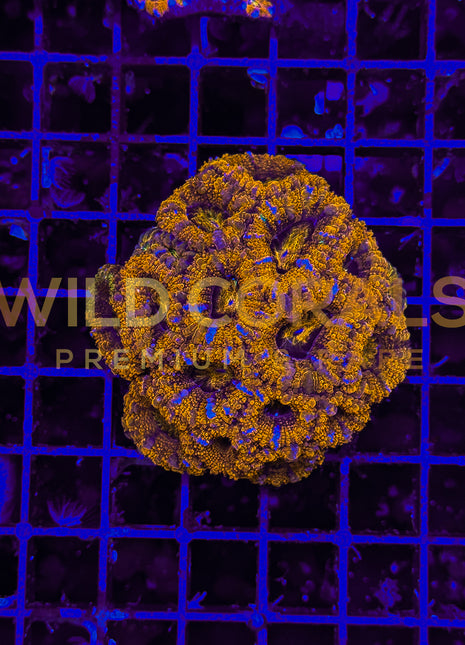 Acanthastrea Rainbow Colony S - WildCorals