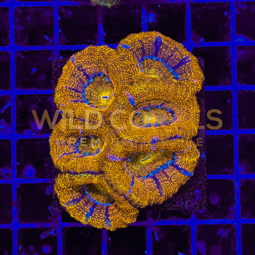 Acanthastrea Rainbow Colony XS - WildCorals