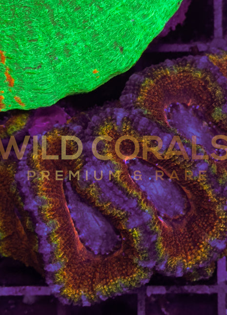 Acanthastrea Rainbow Colony XS - WildCorals