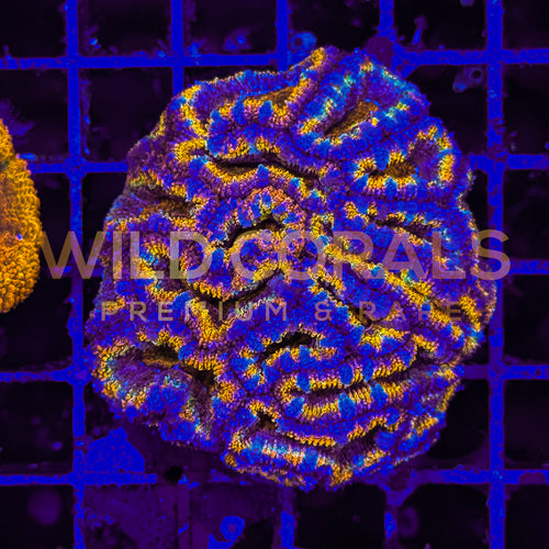 Acanthastrea Ultra Rainbow Colony M - WildCorals