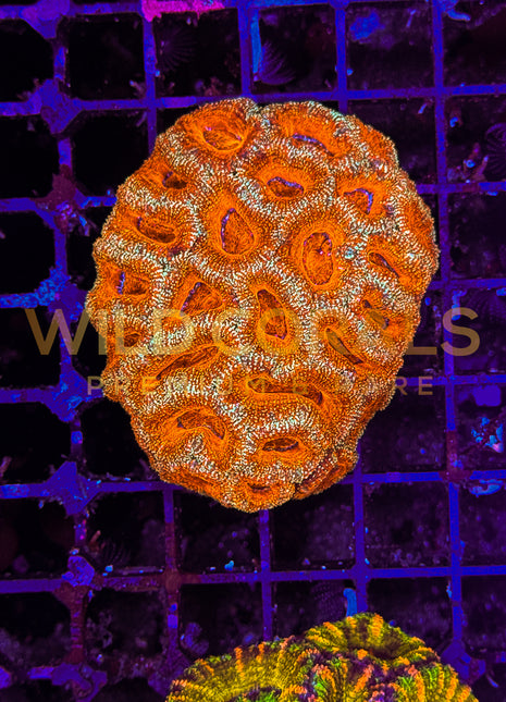 Acanthastrea Rainbow Colony M - WildCorals
