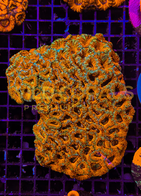 Acanthastrea Rainbow Colony XL - WildCorals