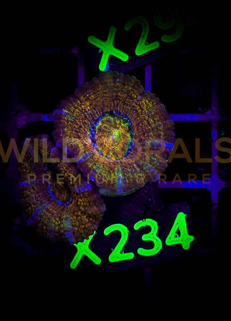 Acanthastrea Lordhowensis - X234 - WildCorals