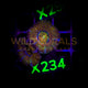 Acanthastrea Lordhowensis - X234 - WildCorals