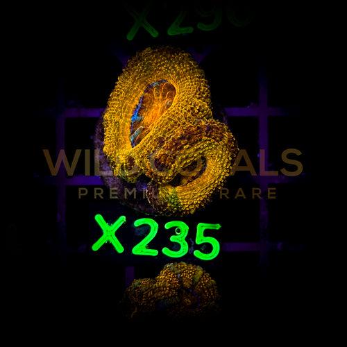 Acanthastrea Lordhowensis - X235 - WildCorals