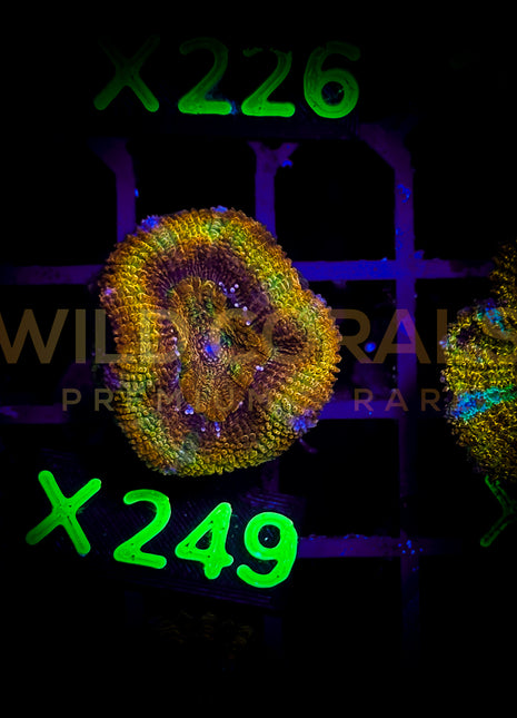 Acanthastrea Lordhowensis - X249 - WildCorals