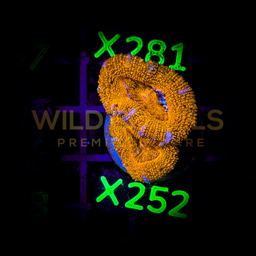 Acanthastrea Lordhowensis - X252 - WildCorals