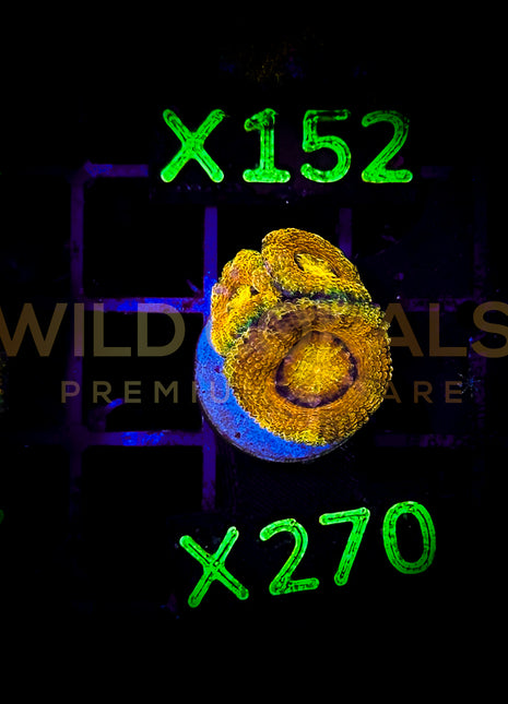 Acanthastrea Lordhowensis - X270 - WildCorals