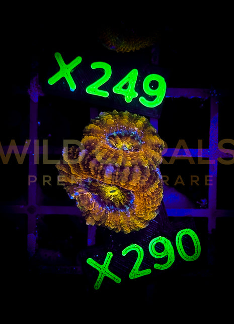 Acanthastrea Lordhowensis - X290 - WildCorals