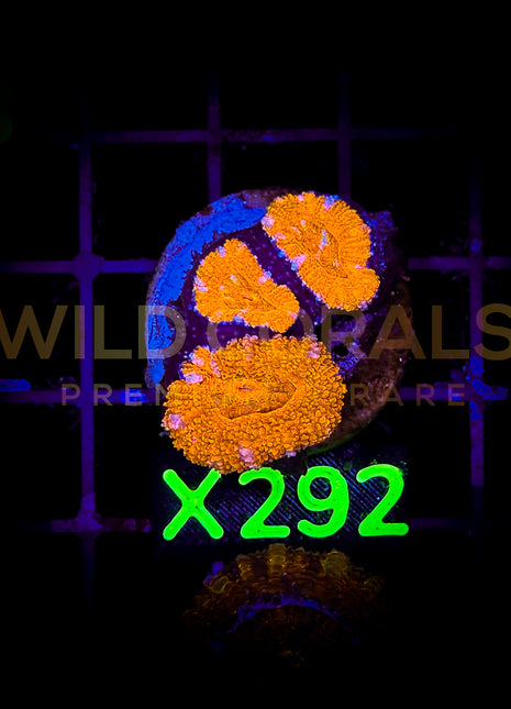 Acanthastrea Lordhowensis - X292 - WildCorals