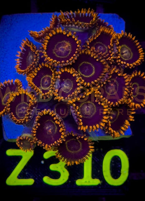 Zoanthus Rainbow Hornet Frag M - WildCorals