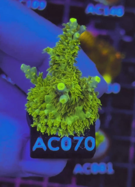 Acropora Frag AC070