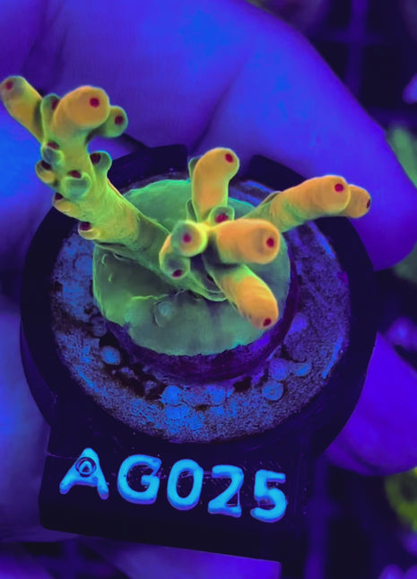 Acropora Frag AG025
