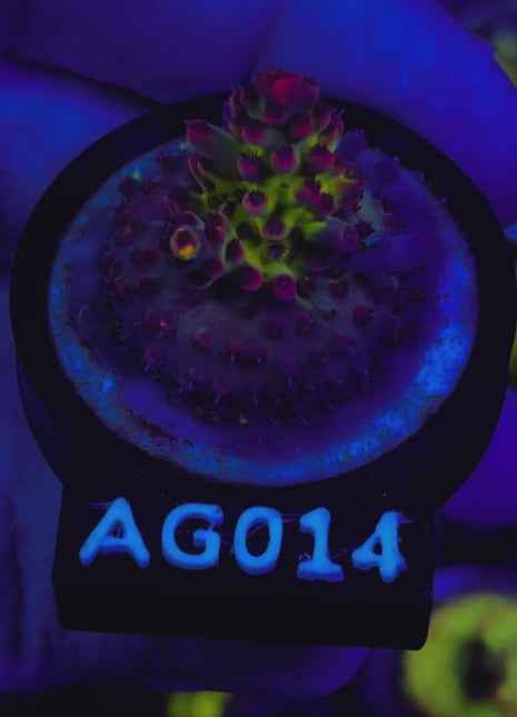 Acropora Frag AG014