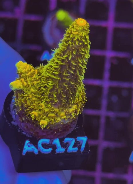 Acropora Frag AC127