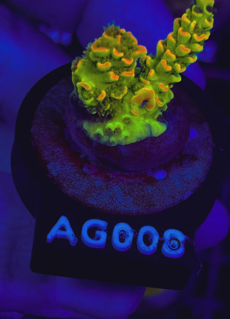 Acropora Frag AG008