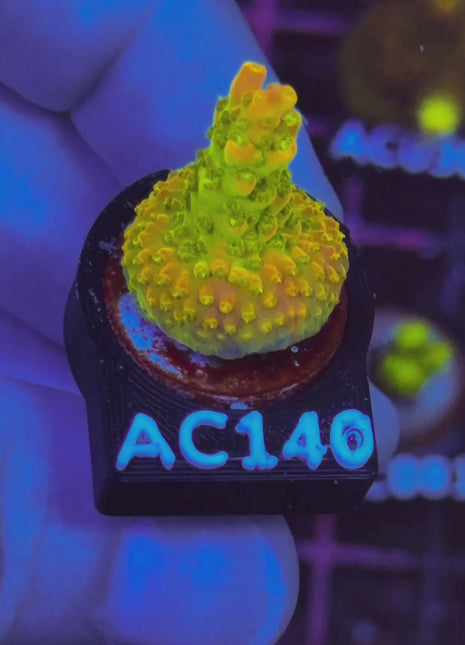 Acropora Frag AC140