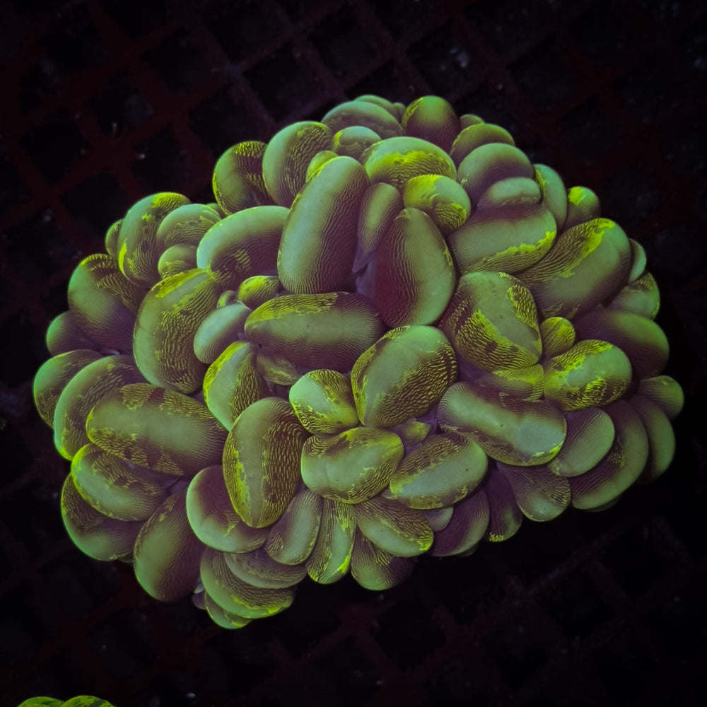 Bubble Coral - WildCorals