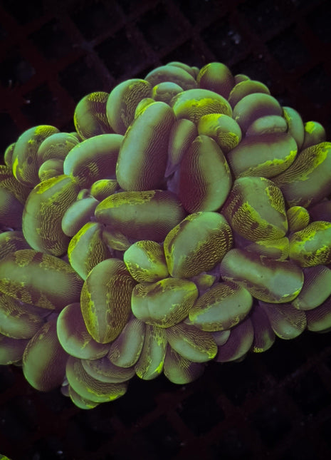Bubble Coral - WildCorals